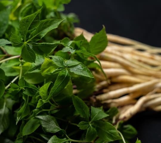 高麗人参 アップ