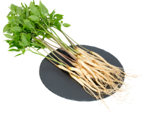 高麗人参イメージ